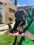 Продавам Кане Корсо кученца, снимка 4