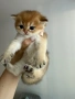 Британски котета, снимка 6