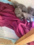 Продавам шотландски клепоухи малки котенца 😻, снимка 2