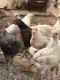 Продавам пиленца , снимка 1
