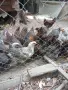 Катунски пилета., снимка 1