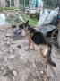 Продавам куче немска овчарка . , снимка 4