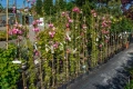 Rosa banksiae ‘Rosea’ / Роза банксия „Розея, снимка 2