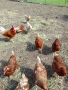 Продавам големи кокоши яйца от щастливи и свободни кокошки, снимка 1