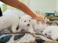 Продавам чистокръвни кученца Немски бял шпиц, снимка 6