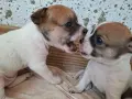 Кученца чихуахуа , снимка 2