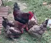 Катунски кокошки и петел , снимка 1