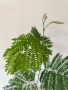 Акация тропическа Acacia leucaena! , снимка 4