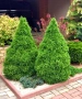 Мини Смърч Коника (Picea glauca 'Conica'), снимка 6