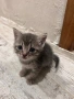 Шотландски клепоухи и правоухи, снимка 5