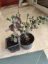 Каланхое Laxiflora със сивеещи листа, снимка 3