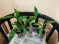 Спатифилум/Лилия на мира 1.50 €, снимка 1