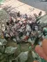 Катунски петлета, снимка 5