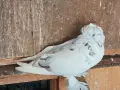 Гълъби демкежи топ качество , снимка 16