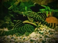 L 397 Pleco Alenquer Tiger ( Panaqolus sp.) , снимка 1
