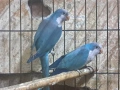 продавам работеш чифт папагали монаси, снимка 2