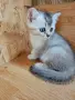шотландски красоти , снимка 15