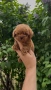 Той Пудел/Toy Poodle, снимка 4
