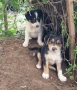 Подарявам кученца, снимка 3
