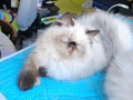 Персийски котенца , снимка 6