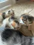 Домашни Котенца с Хигиенни Навици и Доставка до Вашия Град, снимка 15