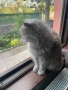 Подарявам британска котка, снимка 3