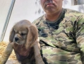 Кокер Шпаньол - , снимка 10
