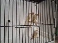 Амадини, снимка 7