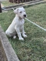 Дого Аржентино / Dogo argentino , снимка 8
