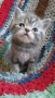 Шотландски котенца , снимка 9