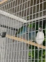 Продавам папагалови амадини форбс - 2бр. женски, снимка 2