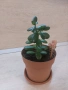 Сукуленти и кактуси в саксии – комплект декоративни растения, снимка 6