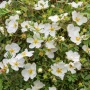 Потентила, Potentilla fruticosa 'Abbotswood', студоустойчива и многогодишна, снимка 2