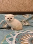 Шотландски котки , сребърна чинчила, колорпойнт, дългокосместо шотландско коте , снимка 9