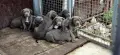 ТОП Американско були хл American bully xl ABKC, снимка 17