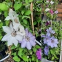 Кралски Клематис  (Clematis ) Микс (Едри цветове) – Готови за засаждане!Пазарджик с доставка до дома, снимка 7