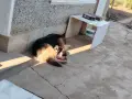 подарявам кученца на два месеца , снимка 2