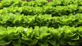 Продавам семена за крехка пролетна маруля (два вида), от сезон 2026 г., снимка 1