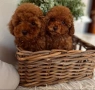 пудел той мини/poodle toy/, снимка 2