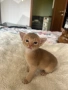 Абисинско котенце – момче, цвят Fawn (Фавн), снимка 1