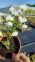Филаделфус или още Булченски венец, Philadelphus Minnesota Snowflake, снимка 7