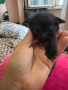 Шотландски клепоухи чинчили, снимка 5