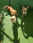 Чихуахуа кученца, снимка 7