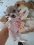 Кученца чихуахуа , снимка 3