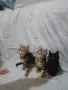 Три котенца ТАБИ, снимка 1