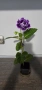 Каменно цвете, глоксиния, Gloxinia, снимка 2