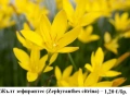 Жълт зефирантес (Zephyranthes citrina) – луковички, снимка 2