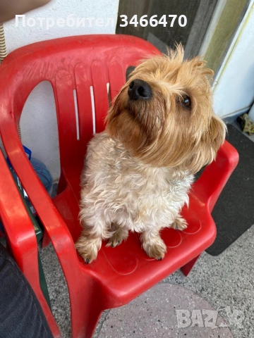 Йоркширски териер, снимка 2 - Йоркширски териер - 54183286