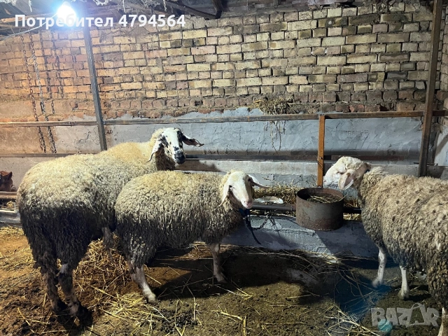 Продавам, снимка 2 - Овце - 54171747