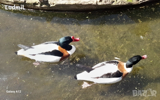 Продавам Яйца от дендроцини и бял ангъч, снимка 2 - други­ - 53902944